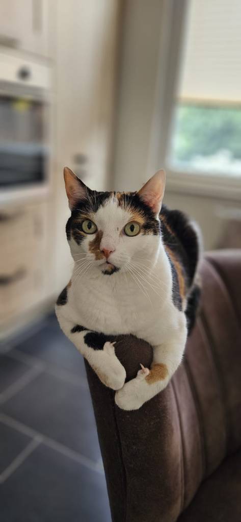 Dreifarbige Katze Chloe sitzt auf der Armlehne des Küchenstuhls, hat ihre Vorderpfoten übereinander gelegt und schaut mit ihren grünen Augen direkt in die Kamera.