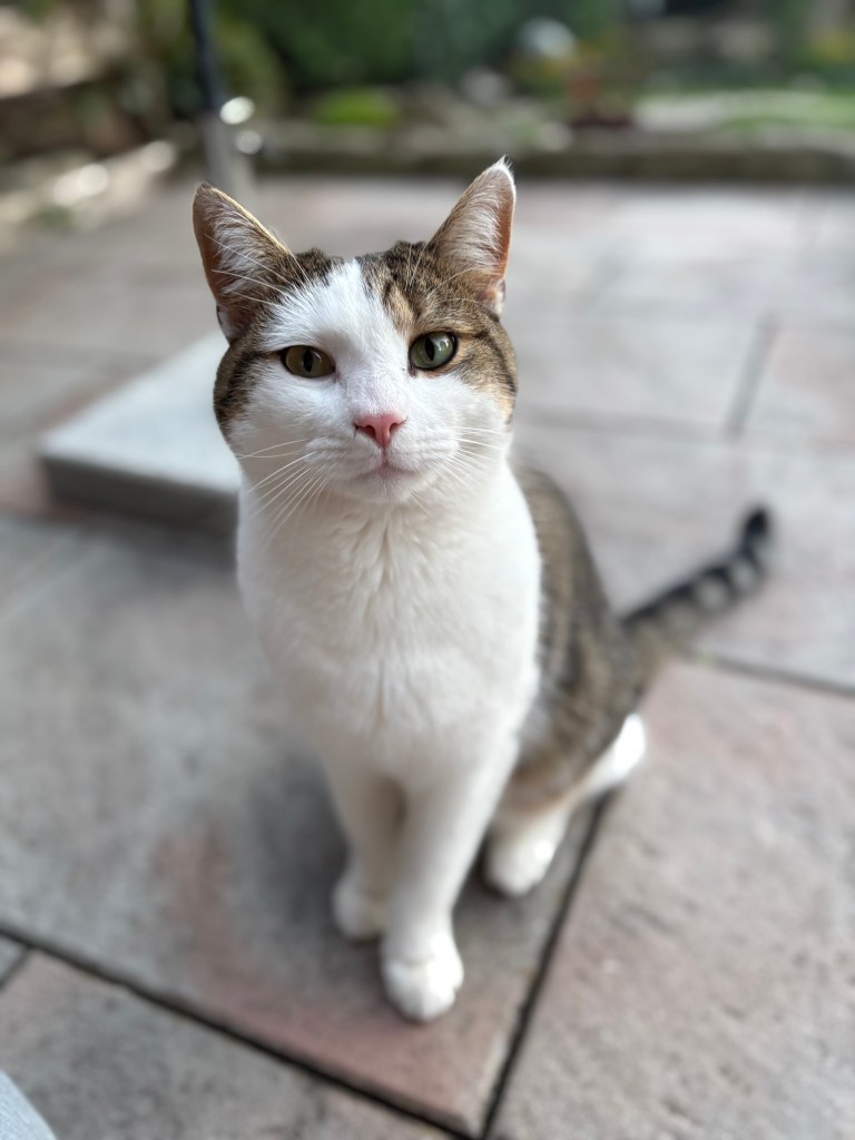 Weiß-grau getigerter Kater Momo sitzt auf Terrasse und blickt mit aufgestellten Ohren direkt in die Kamera.