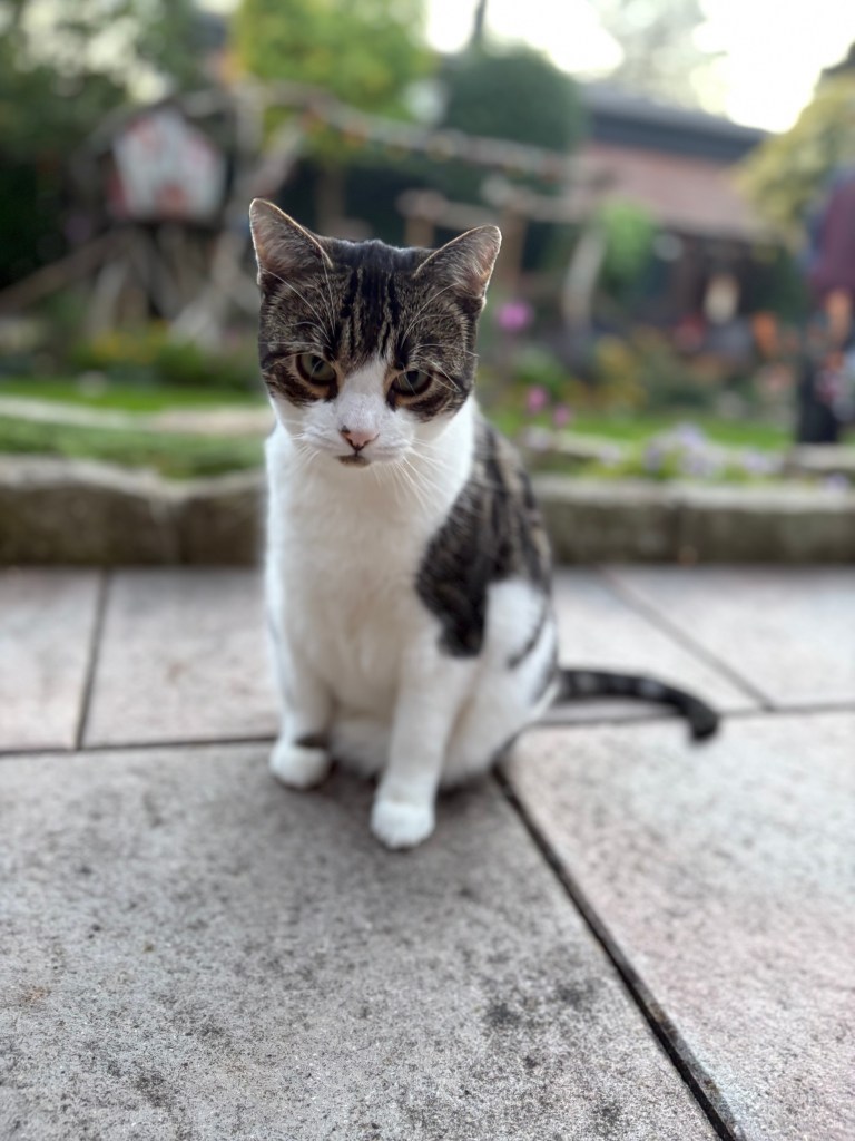 Grau-weiß getigerter Kater Nepi steht auf der Terrasse und schaut verlegen in die Kamera.