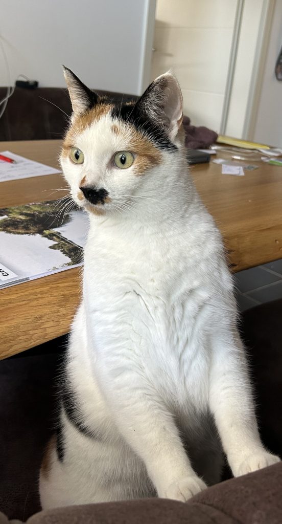Die dreifarbige Katze Eva sitzt aufrecht auf dem Küchenstuhl und blickt mit ihren grünen Auge aufmerksam zur Seite zum Küchenfenster.
